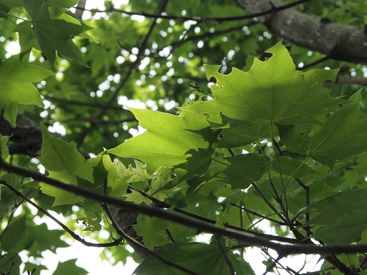 クワガタ、カブトムシがいる木まとめ 実際に見つけた木と樹液が無くて