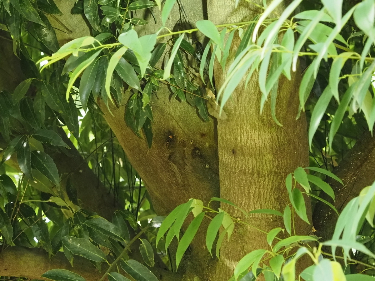 クワガタ、カブトムシがいる木まとめ 実際に見つけた木と樹液が無くて