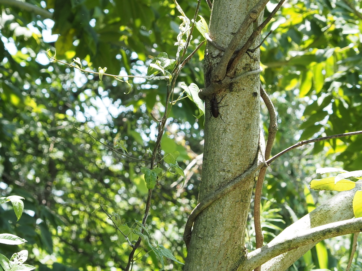 クワガタ、カブトムシがいる木まとめ 実際に見つけた木と樹液が無くて
