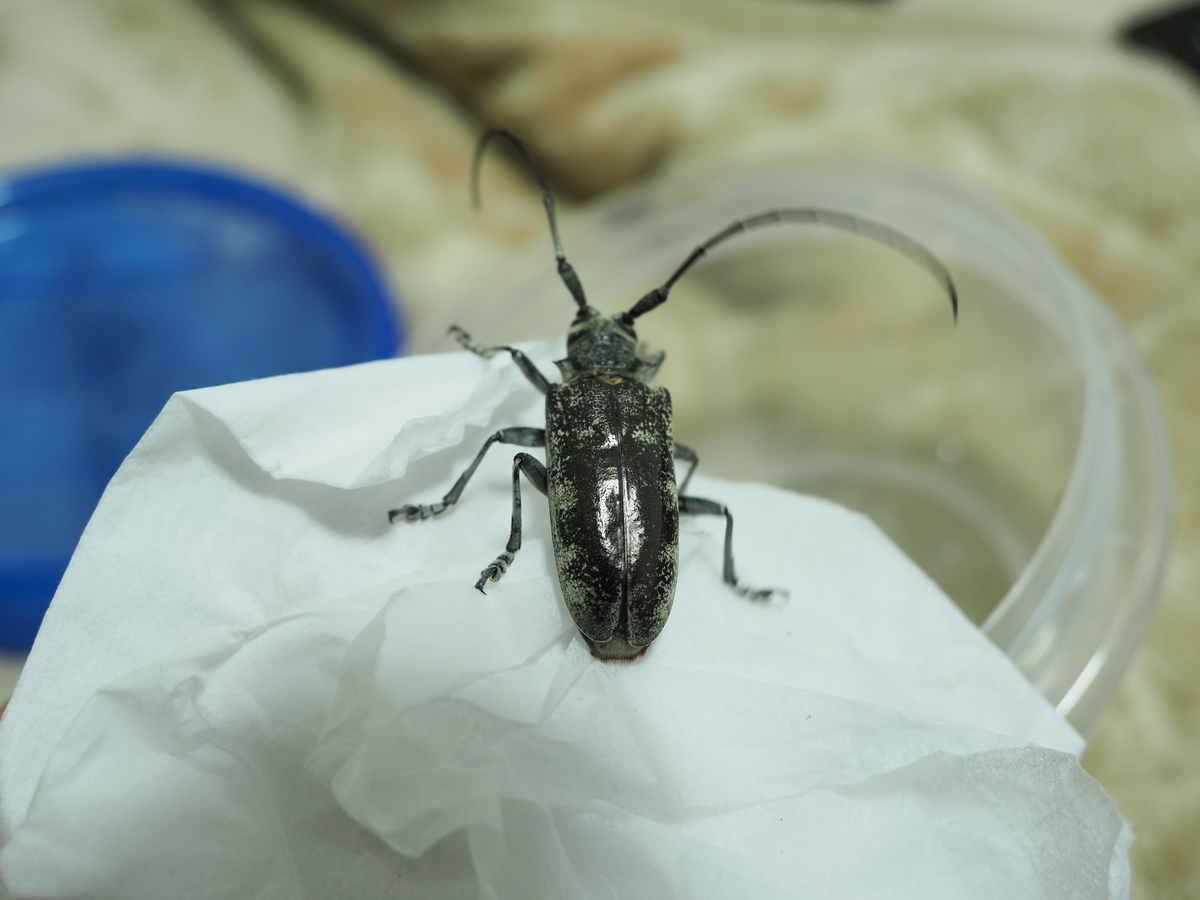 高尾山周辺でカミキリムシを探す際に使える本 long horn beetl fauna