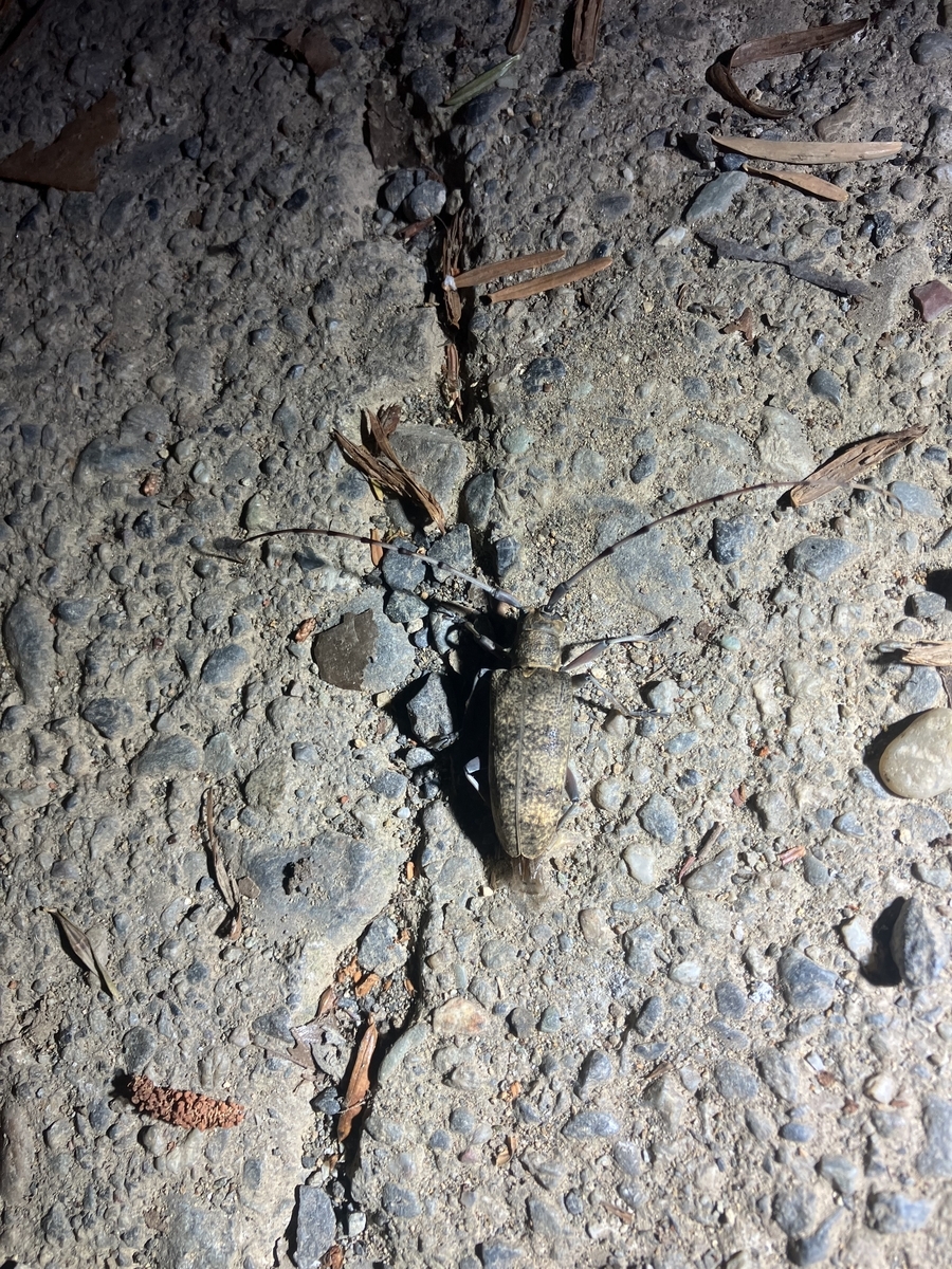 一輪の牡丹と、近寄る昆虫 中国産 Enoplotrupes largeteaui ♂♀ 25mm/28mm | 昆虫標本