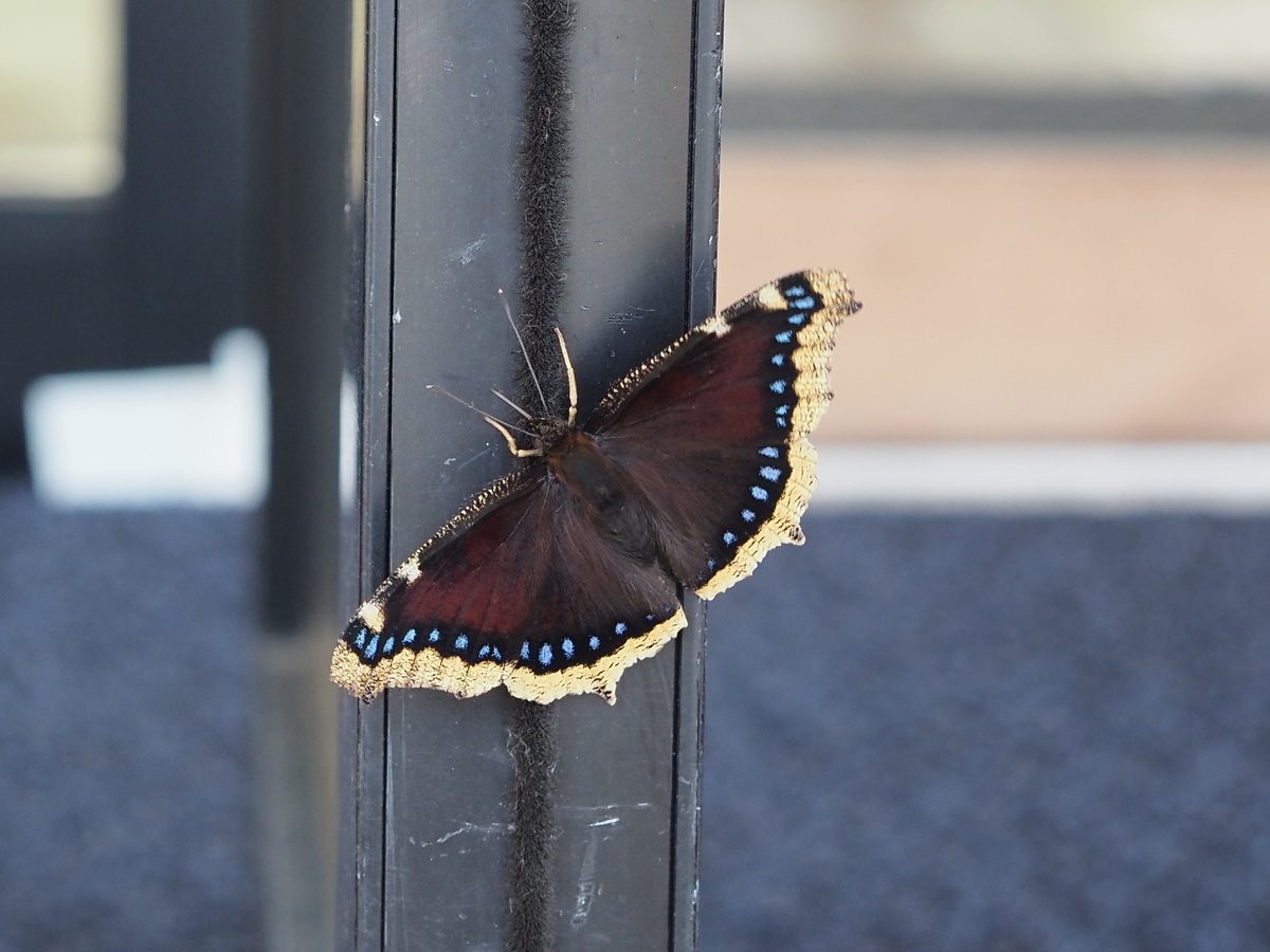 2025年産キベリタテハ11頭など 2025年産キベリタテハ11頭など 2025年産