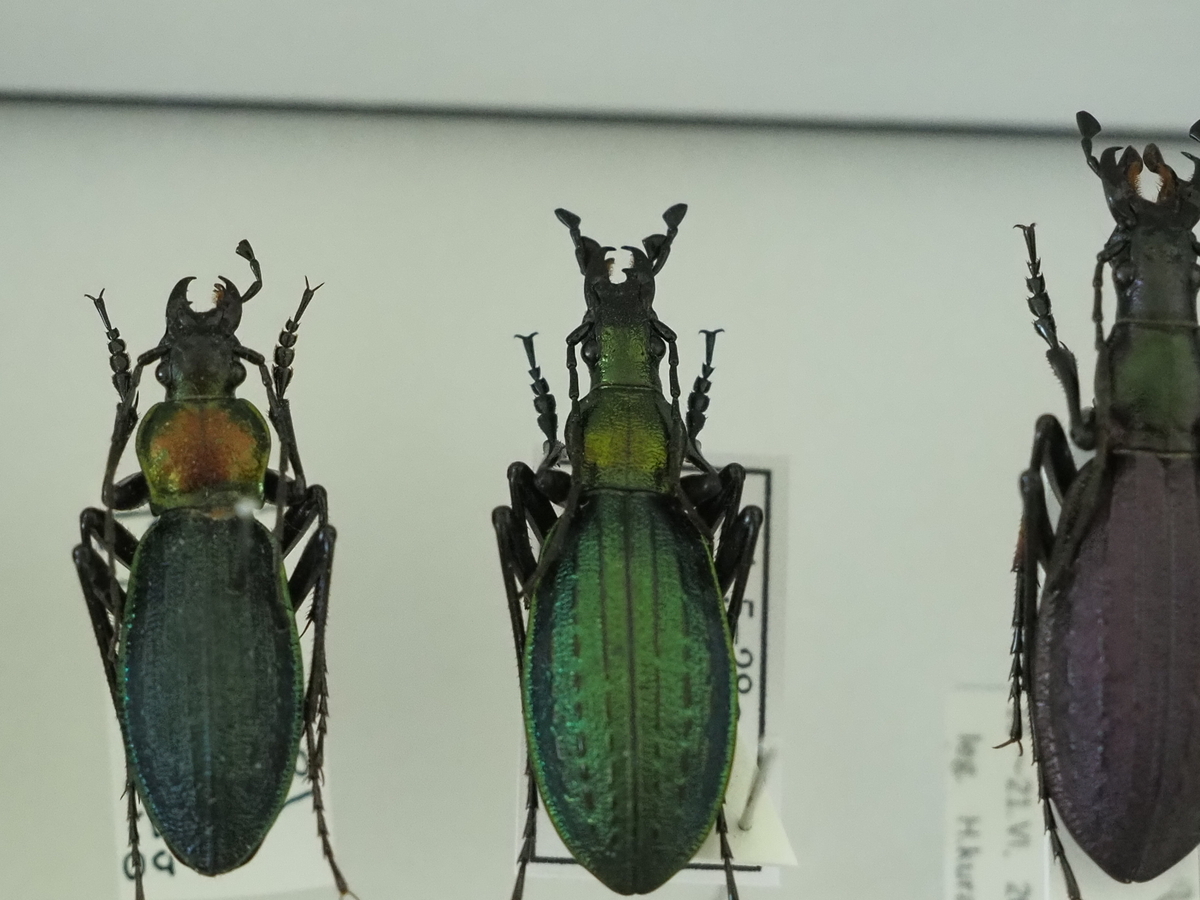 タマムシの死骸 ヤマトタマムシの死骸を見つけたら。 - 蓼食う虫も好き好き