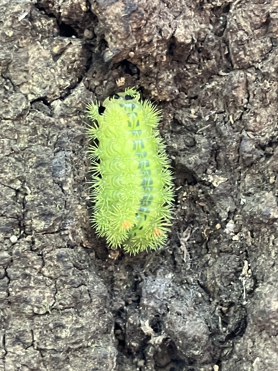 秋の毛虫9選。種類は少ないが毒を持つ物が多い注意すべき時期 - 蓼