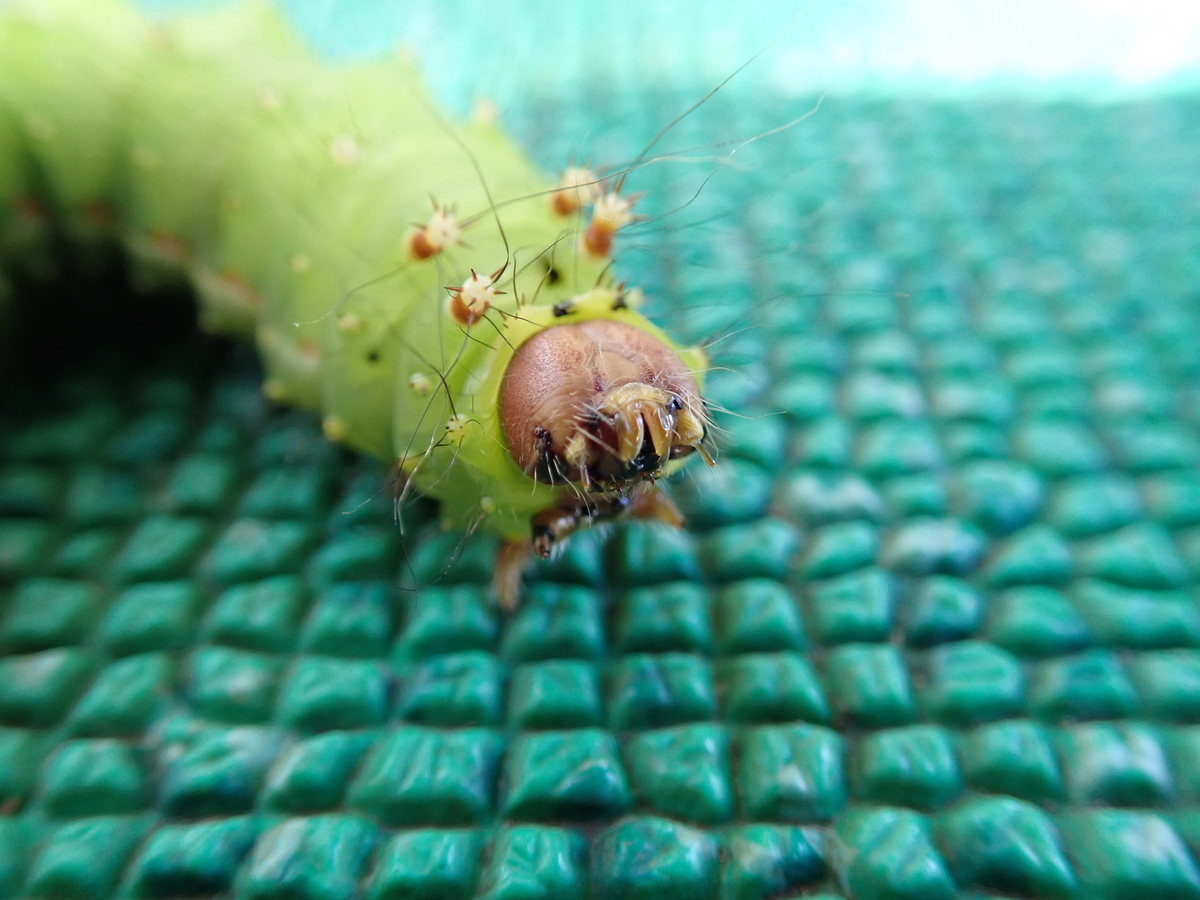 秋の毛虫9選。種類は少ないが毒を持つ物が多い注意すべき時期 - 蓼