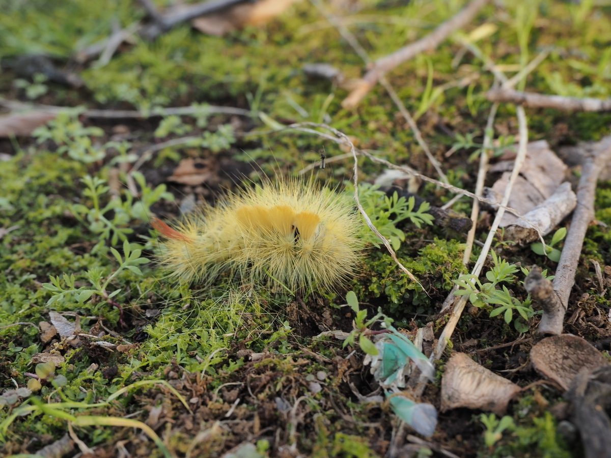 秋の毛虫9選。種類は少ないが毒を持つ物が多い注意すべき時期 - 蓼