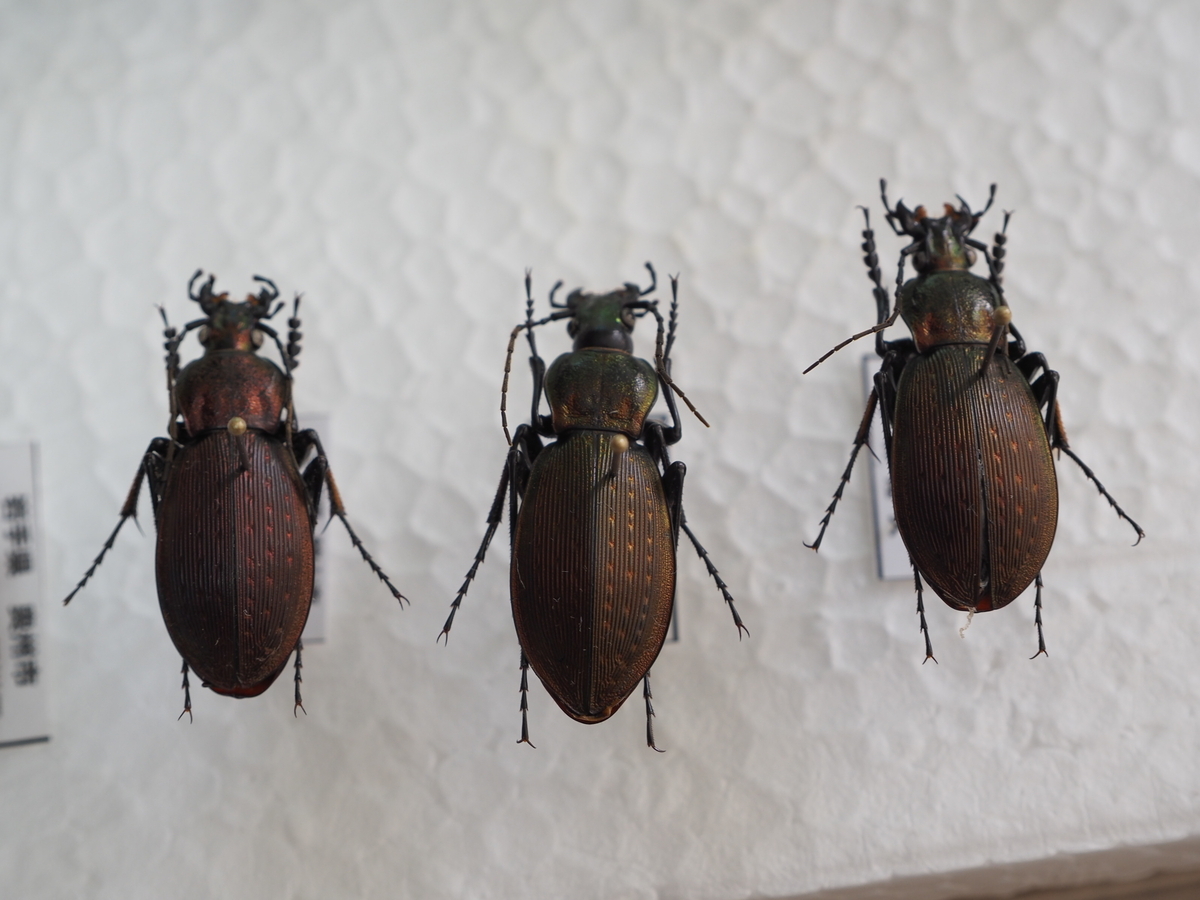 オオルリオサムシ、アイヌキンオサムシの美しさと面白さについて