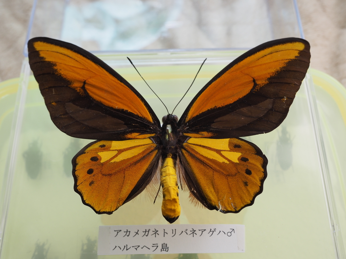 インセクトフェア2025に行ってきたので感想と戦利品の紹介 - 蓼食う虫