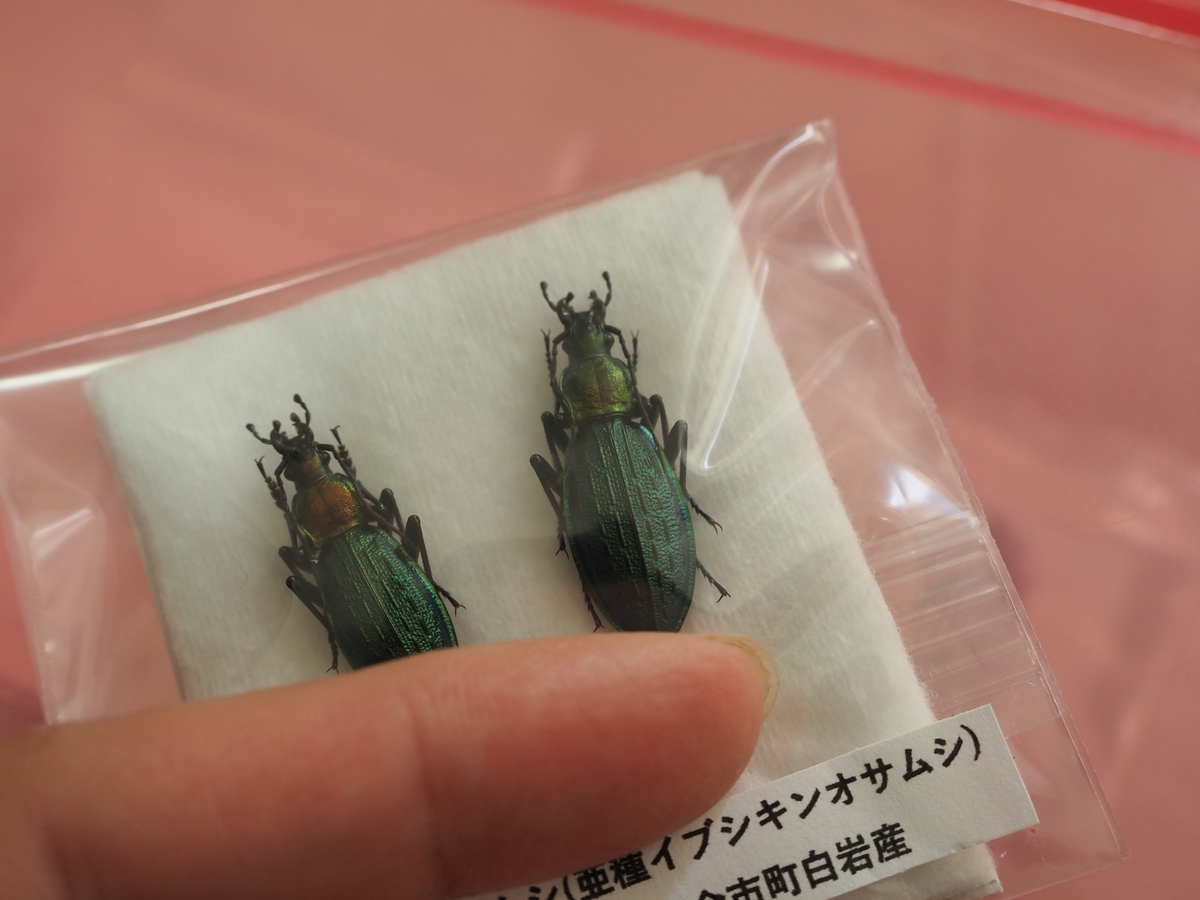 オオルリオサムシ、アイヌキンオサムシの美しさと面白さについて