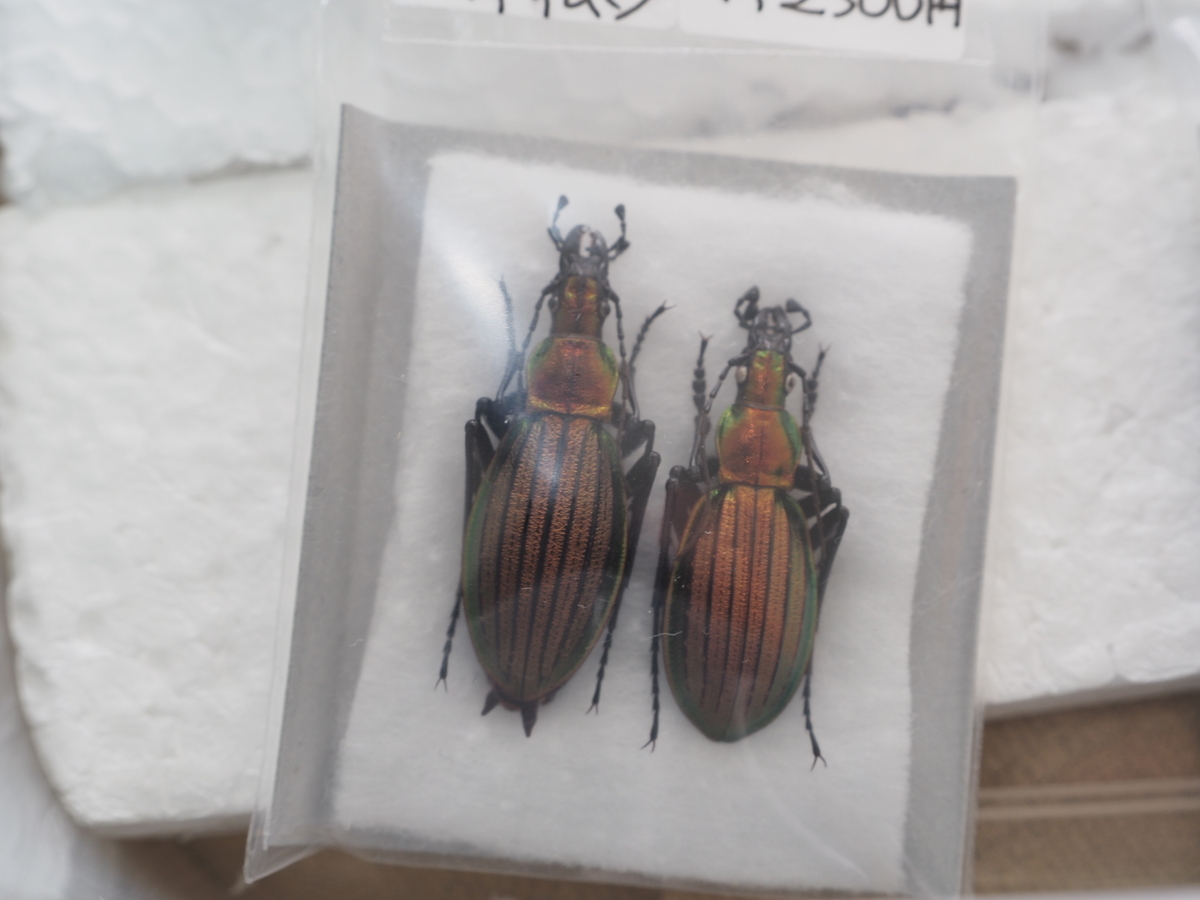 オオルリオサムシ、アイヌキンオサムシの美しさと面白さについて