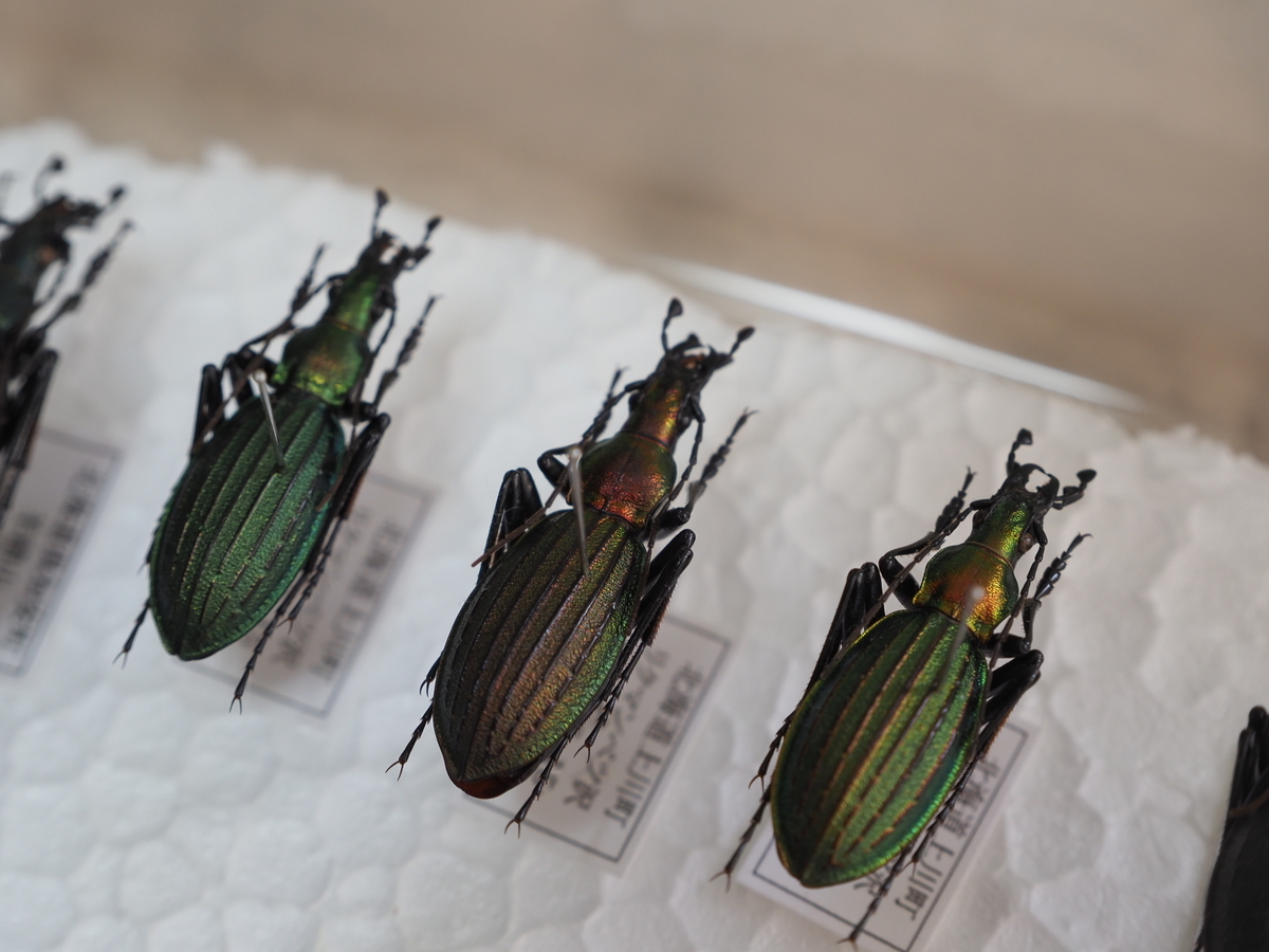 インセクトフェア2025に行ってきたので感想と戦利品の紹介 - 蓼食う虫