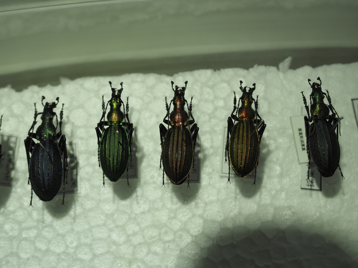 オオルリオサムシ、アイヌキンオサムシの美しさと面白さについて