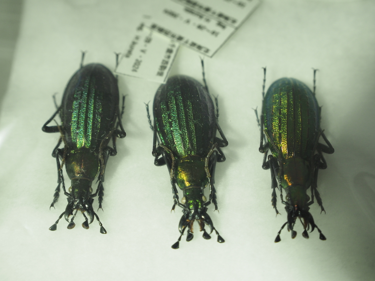 オオルリオサムシ、アイヌキンオサムシの美しさと面白さについて