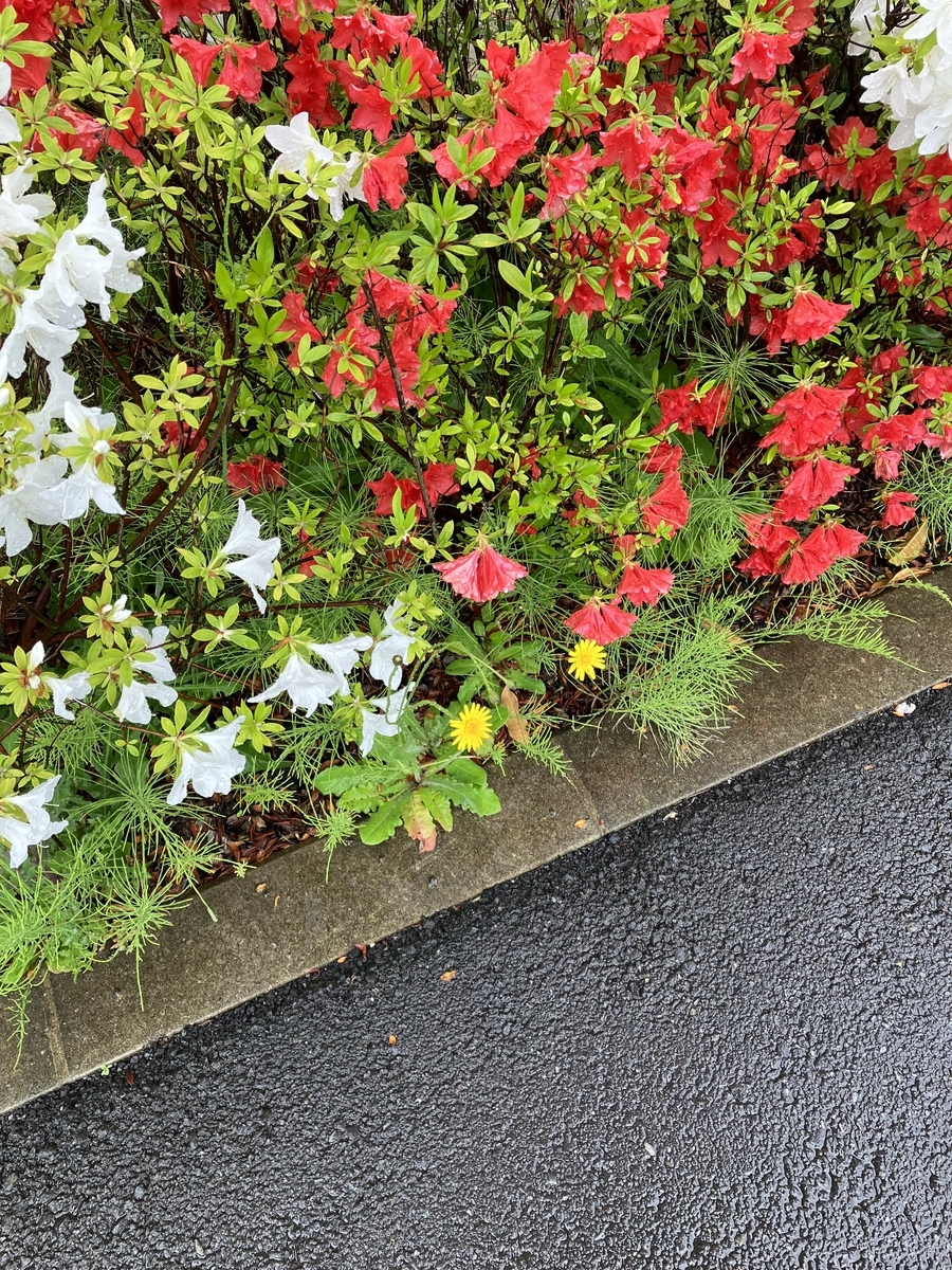 大きなタンポポ 非常に大きなタンポポの正体は？ タンポポみたいな花をつけるブタナ