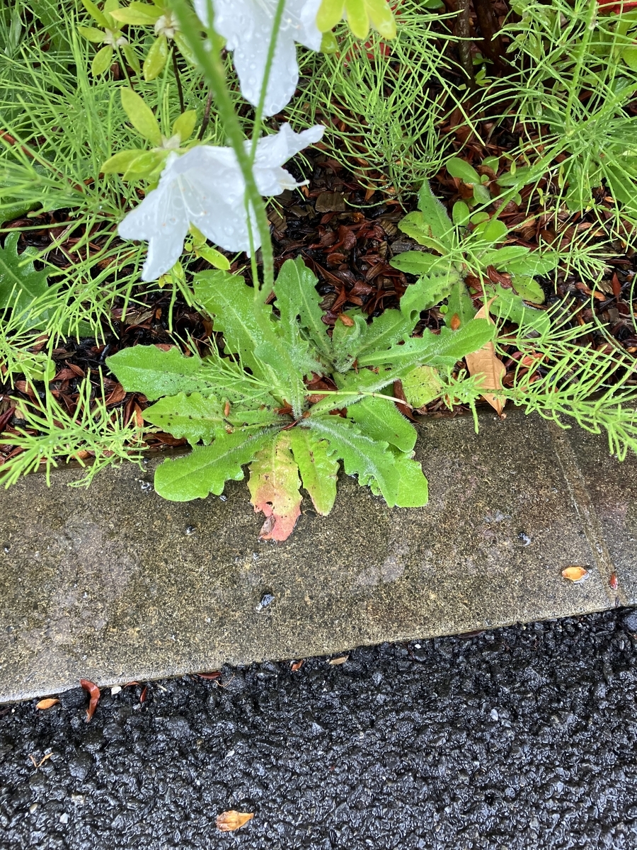 非常に大きなタンポポの正体は？ タンポポみたいな花をつけるブタナ