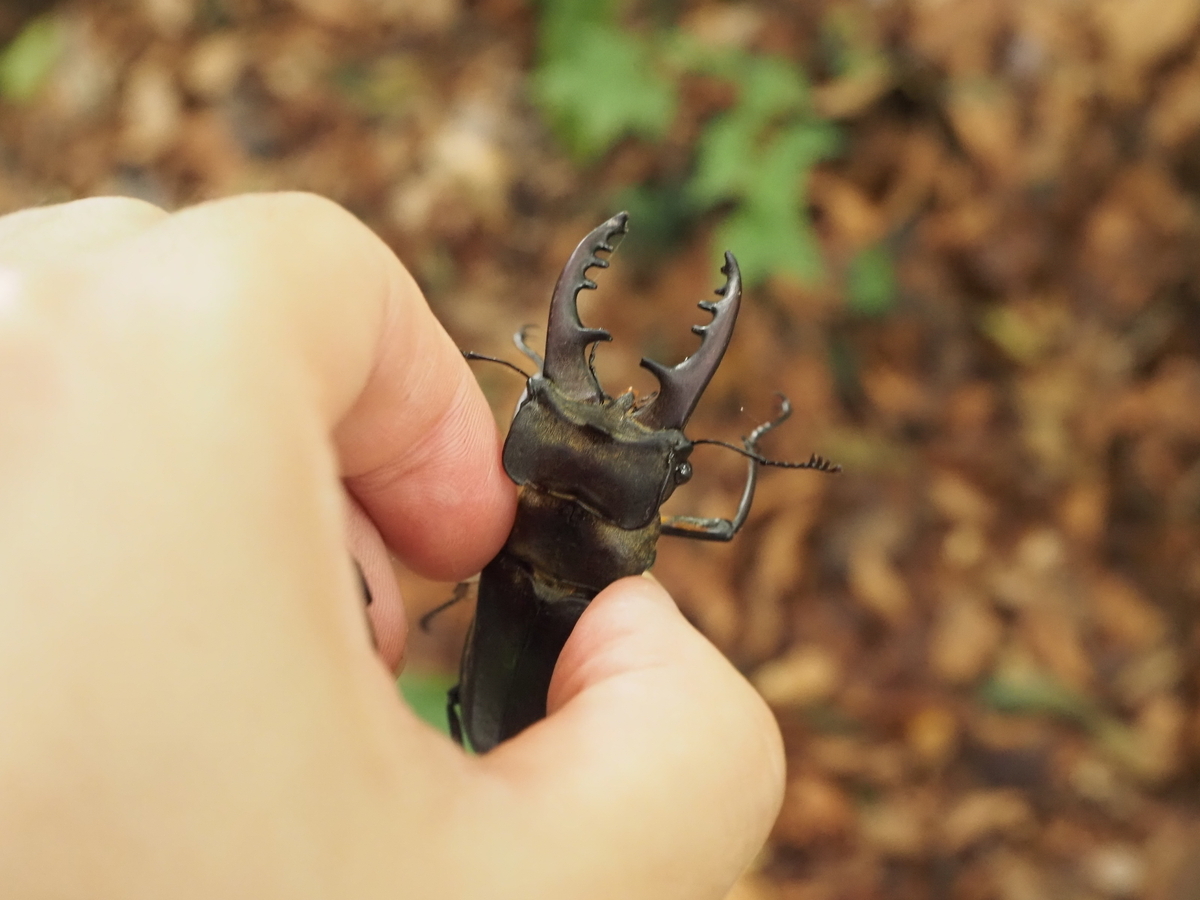 初心者の方でも簡単に出来ます7インチ 55Wカブトムシ・クワガタ灯火採集 セット カブトムシ、クワガタ採集が簡単になるおすすめ強力ライト