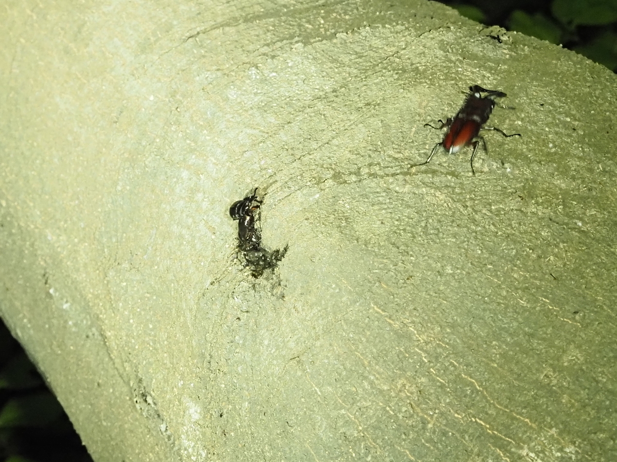 カブトムシ、クワガタ採集が簡単になるおすすめ強力ライト