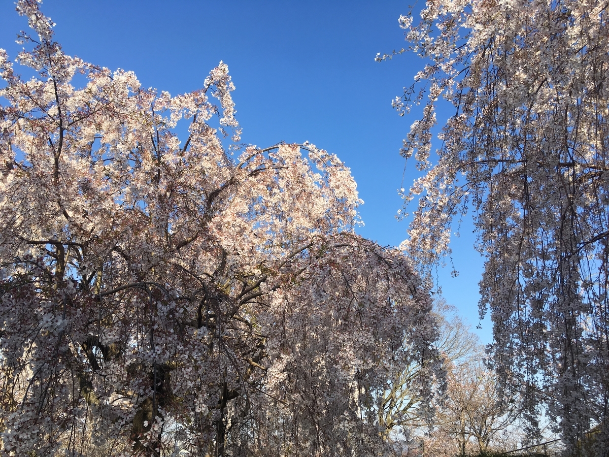 f:id:blue723moon:20190605223623j:plain