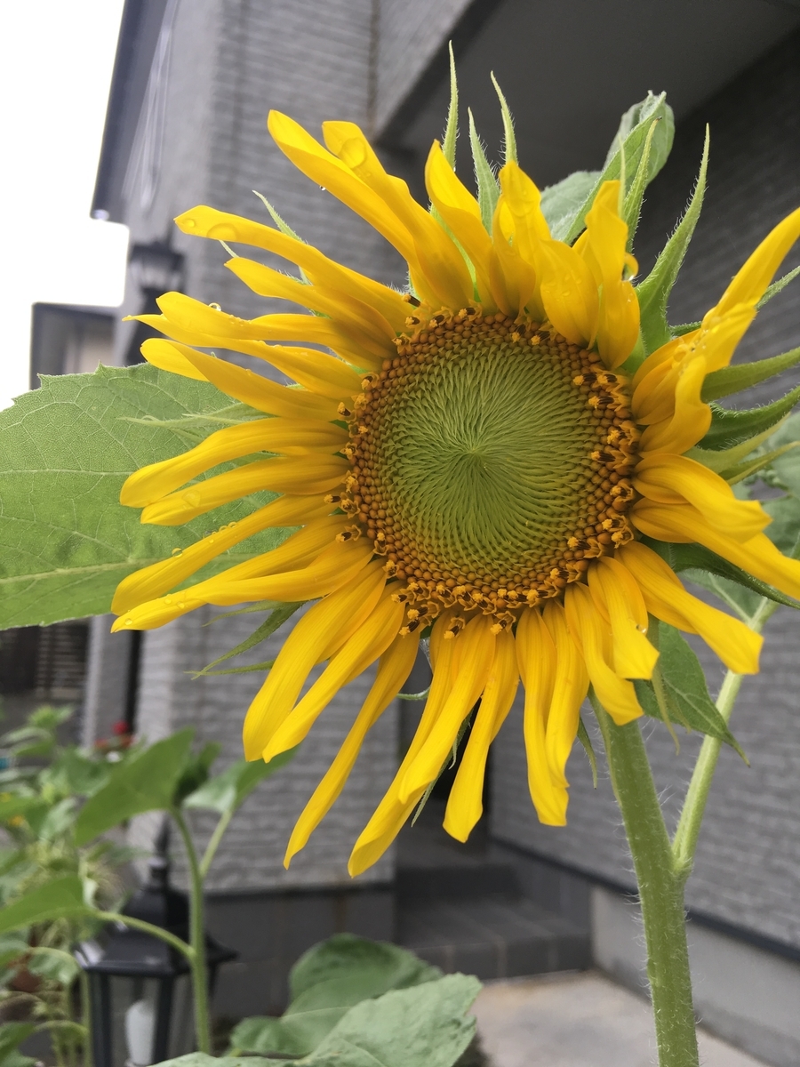 f:id:blue723moon:20190827235543j:plain