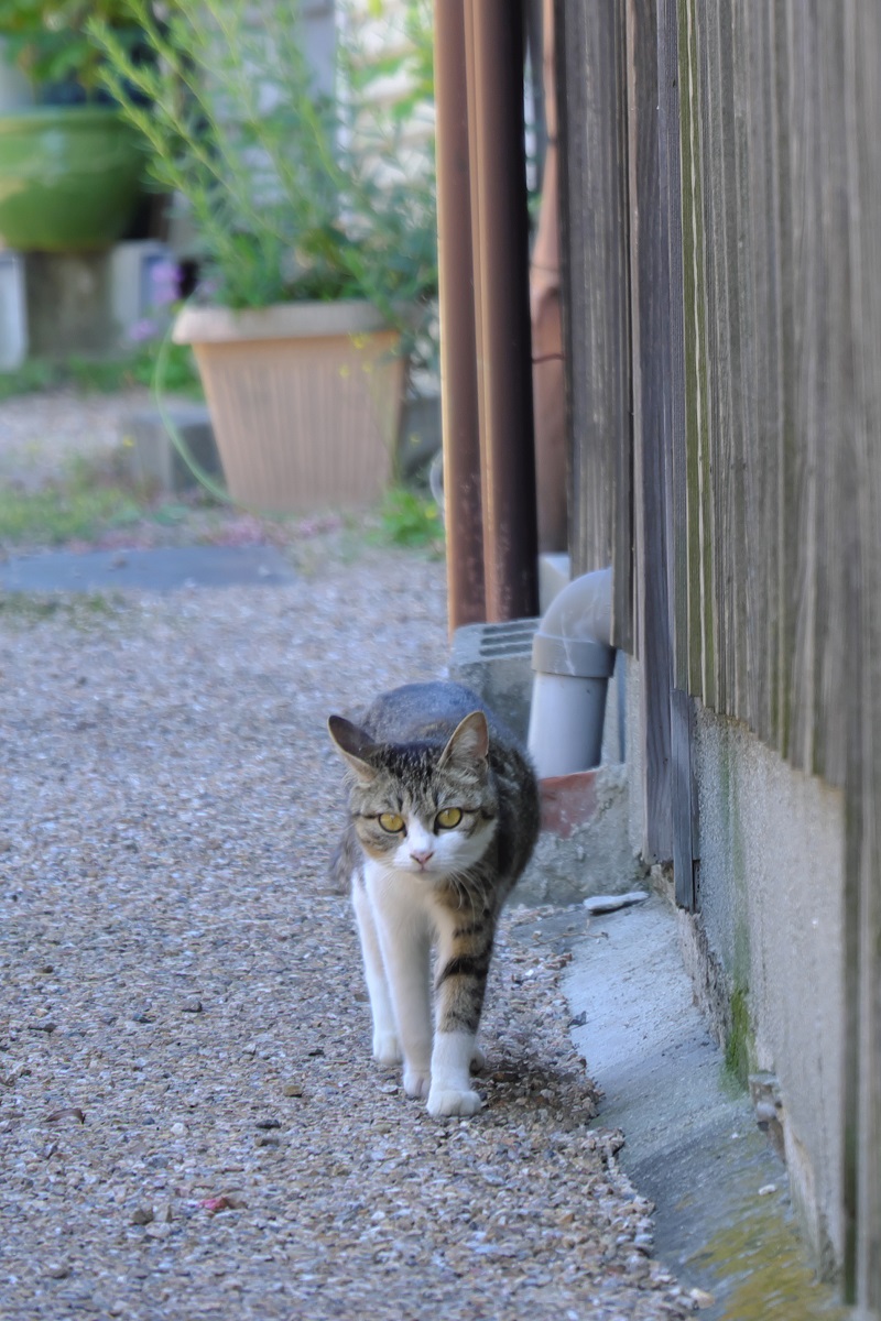猫 路地裏で遭遇した3匹の猫 屋根裏カメラ基地