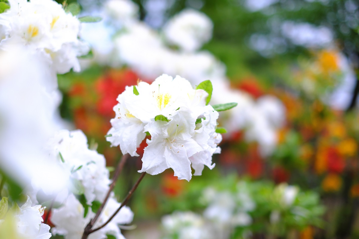 f:id:blue_citrin79:20190531233349j:plain f:id:blue_citrin79:20190531233349j:plain