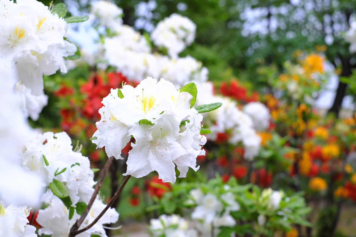 f:id:blue_citrin79:20190531233356j:plain f:id:blue_citrin79:20190531233356j:plain