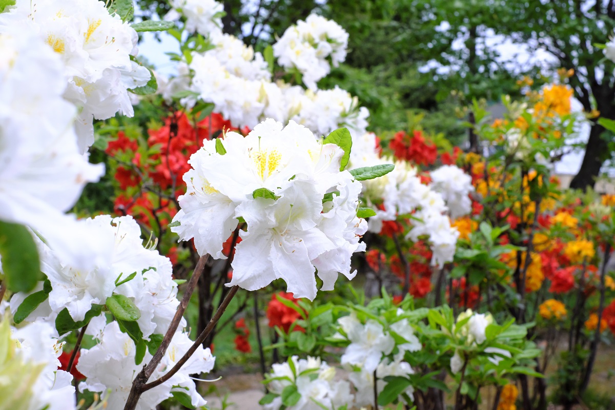 f:id:blue_citrin79:20190531233404j:plain f:id:blue_citrin79:20190531233404j:plain