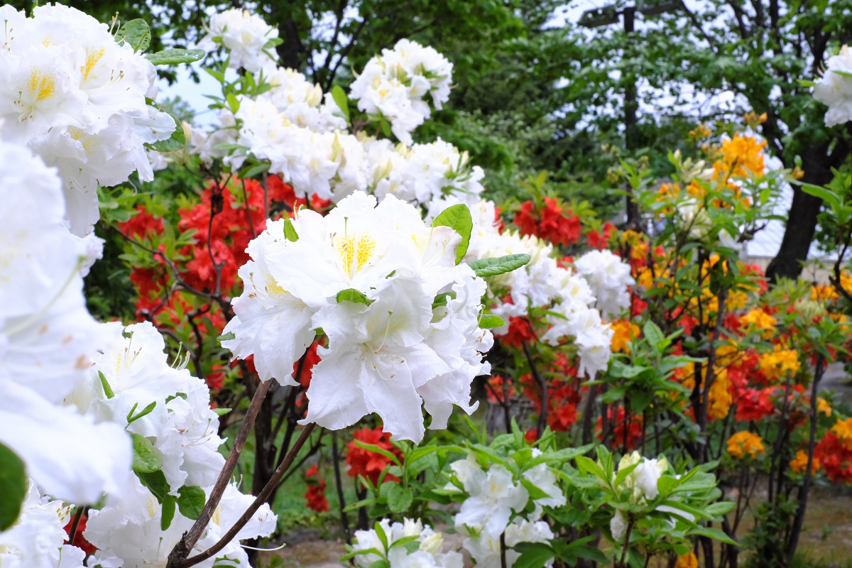 f:id:blue_citrin79:20190531233412j:plain f:id:blue_citrin79:20190531233412j:plain