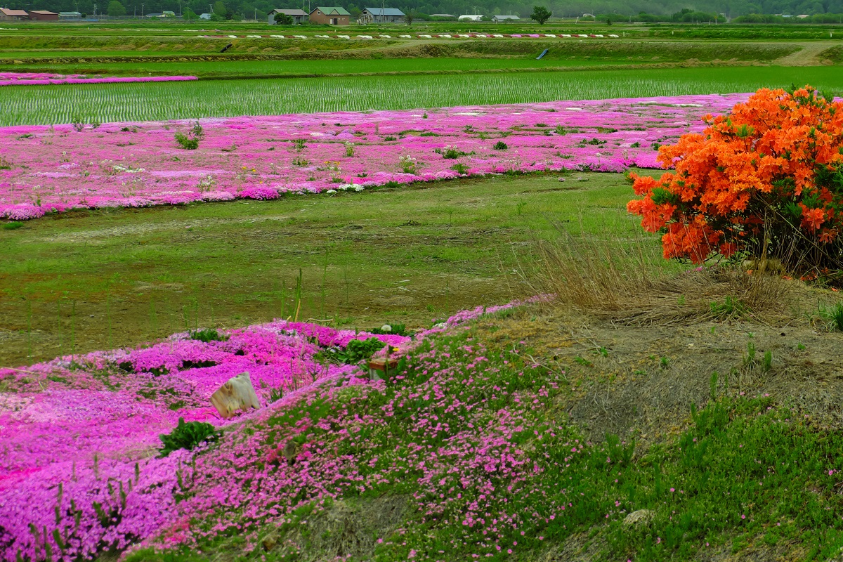 f:id:blue_citrin79:20190612234957j:plain