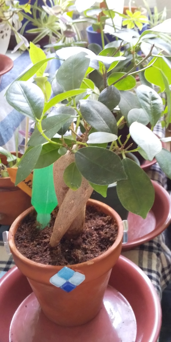 f:id:blue_egle:20190826181508j:plain