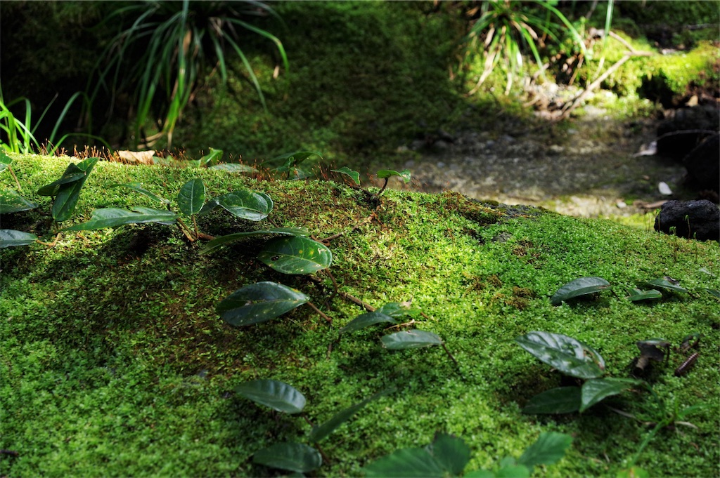 f:id:blue_rock53:20190519154120j:image