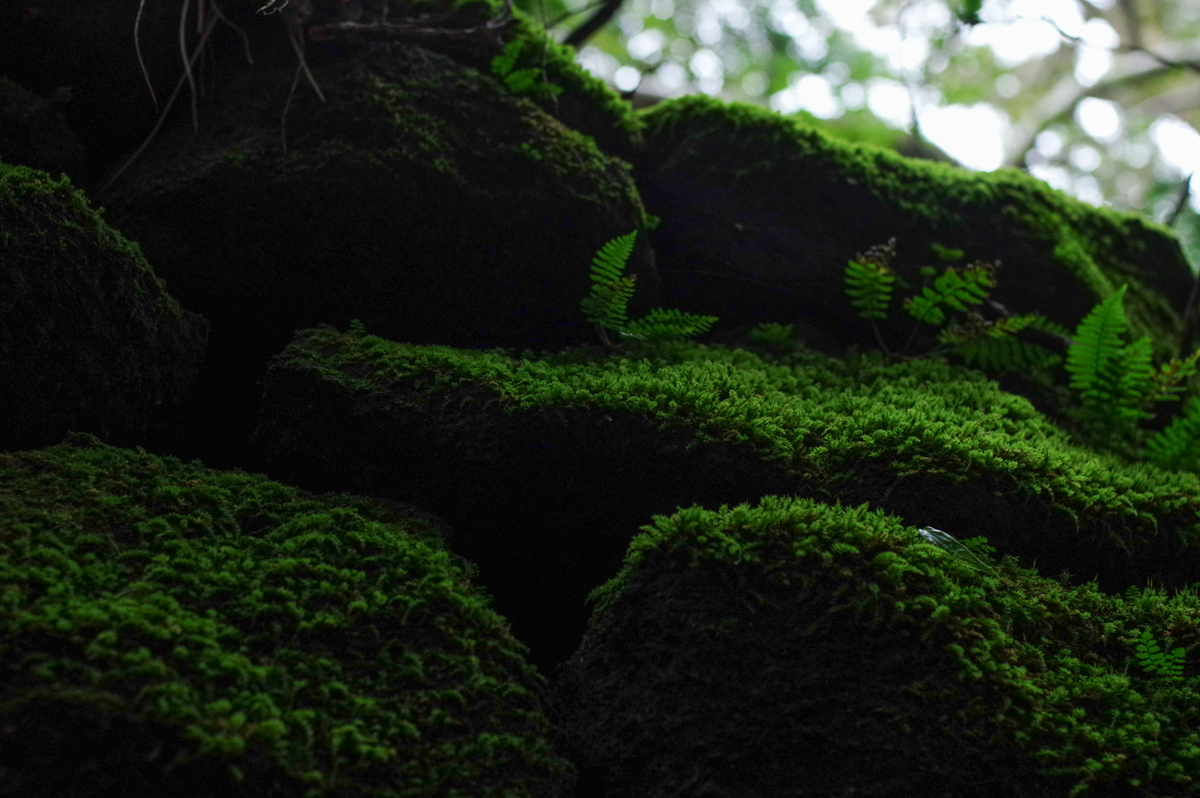 f:id:blue_rock53:20201130214223j:plain