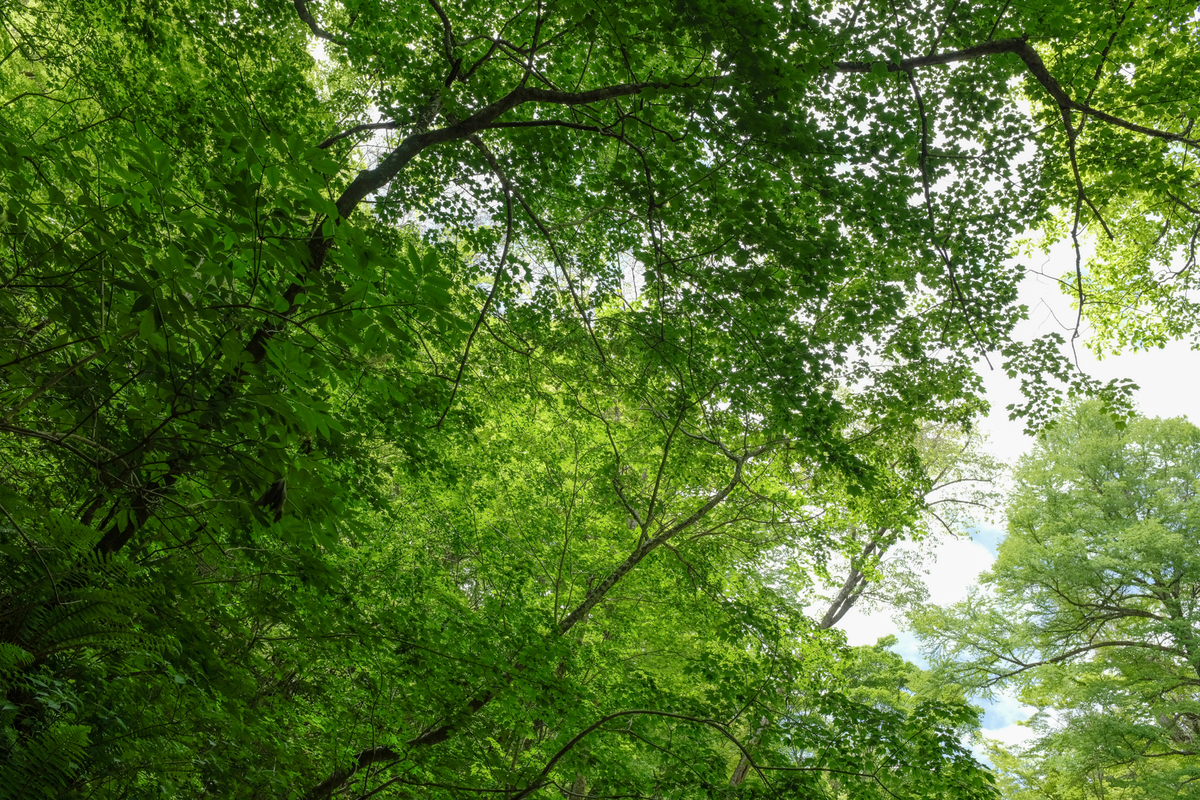 f:id:blue_rock53:20210610213719j:plain