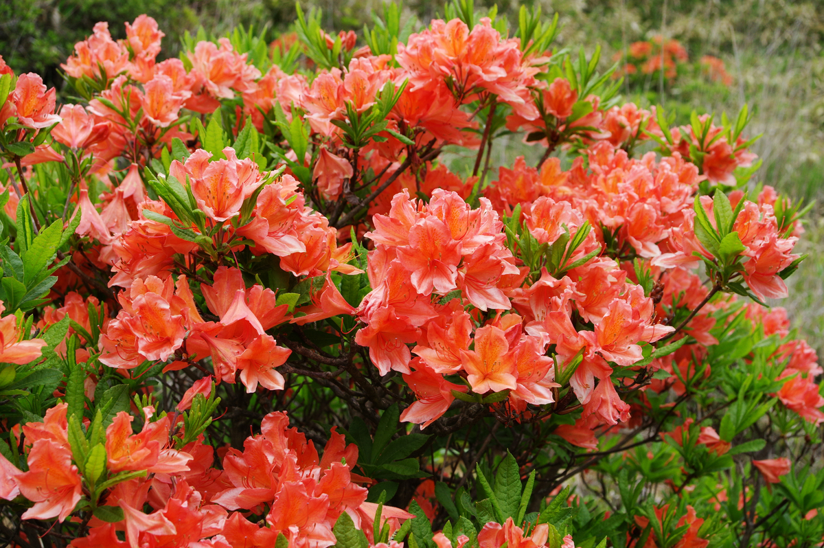 f:id:blue_rock53:20210620101949j:plain