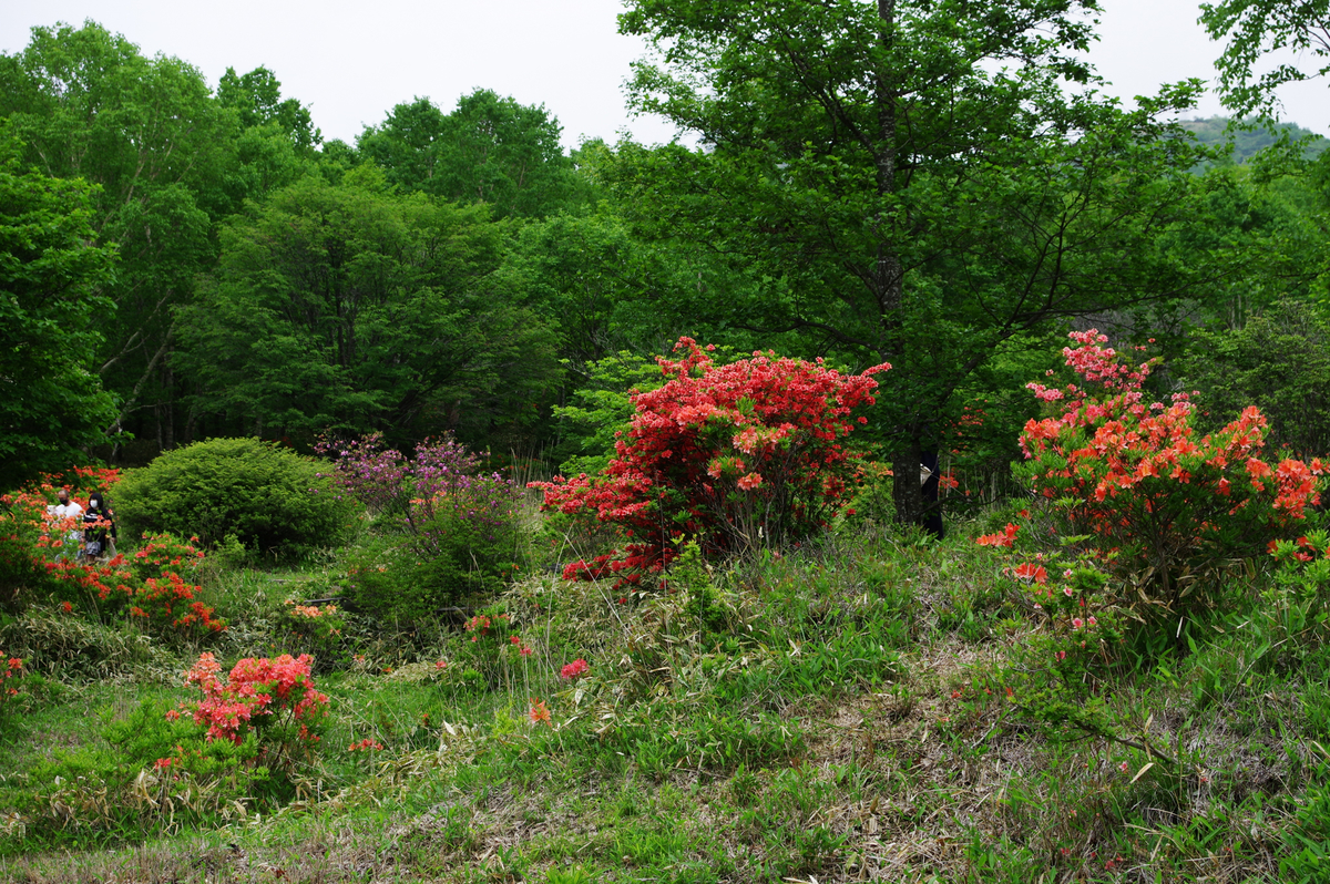 f:id:blue_rock53:20210620101955j:plain