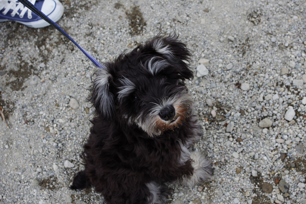 f:id:blue_rock53:20210620102149j:plain