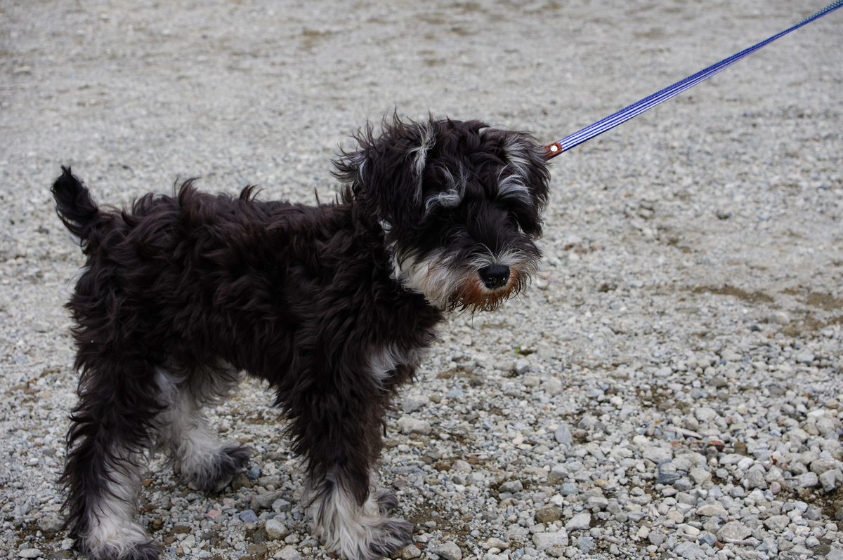 f:id:blue_rock53:20210620102558j:plain