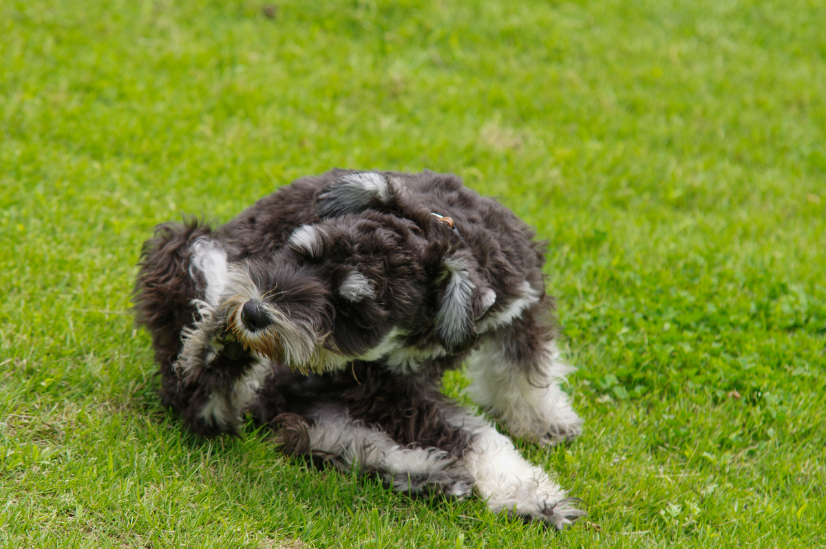 f:id:blue_rock53:20210627120952j:plain