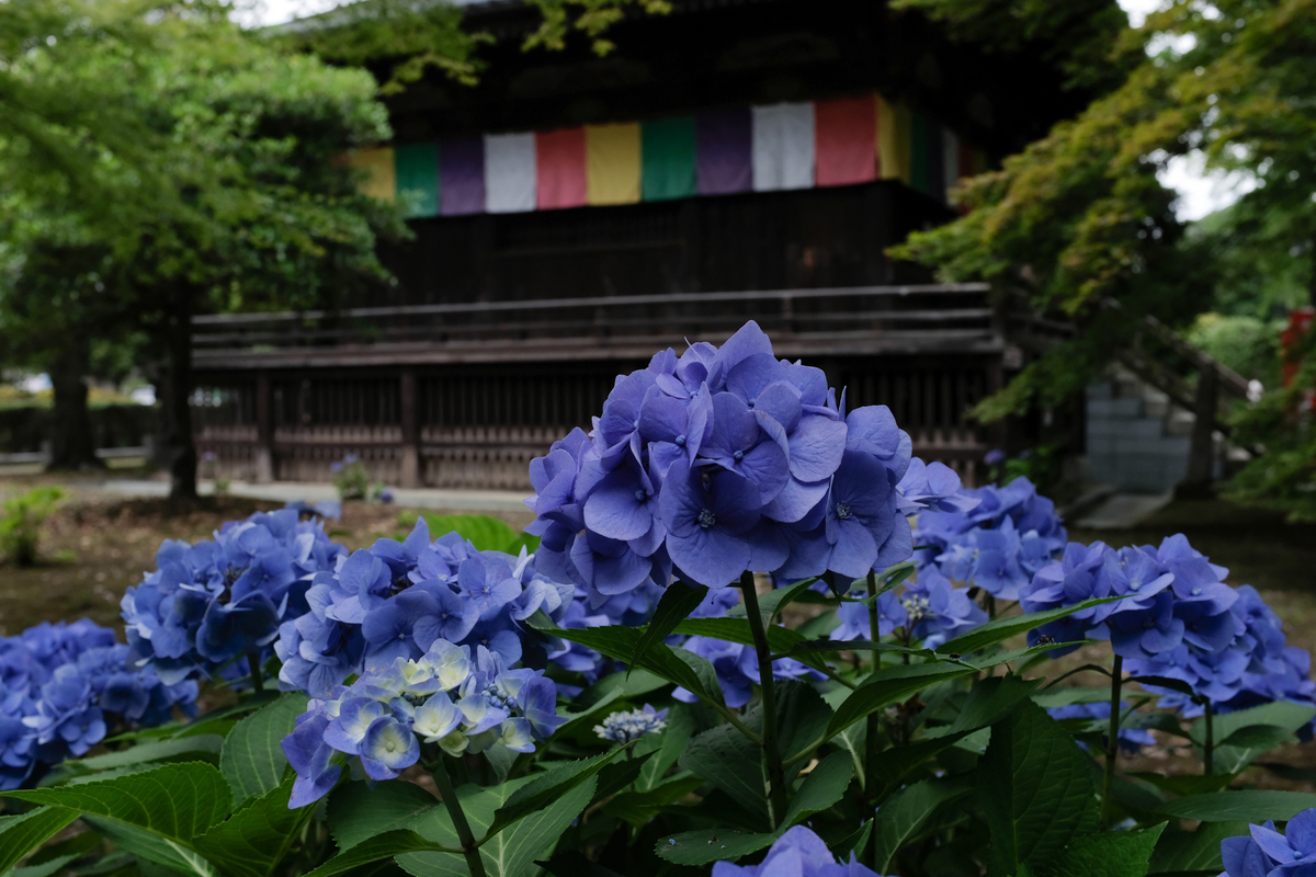 f:id:blue_rock53:20210710231600j:plain