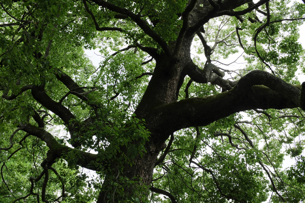 f:id:blue_rock53:20210710231756j:plain