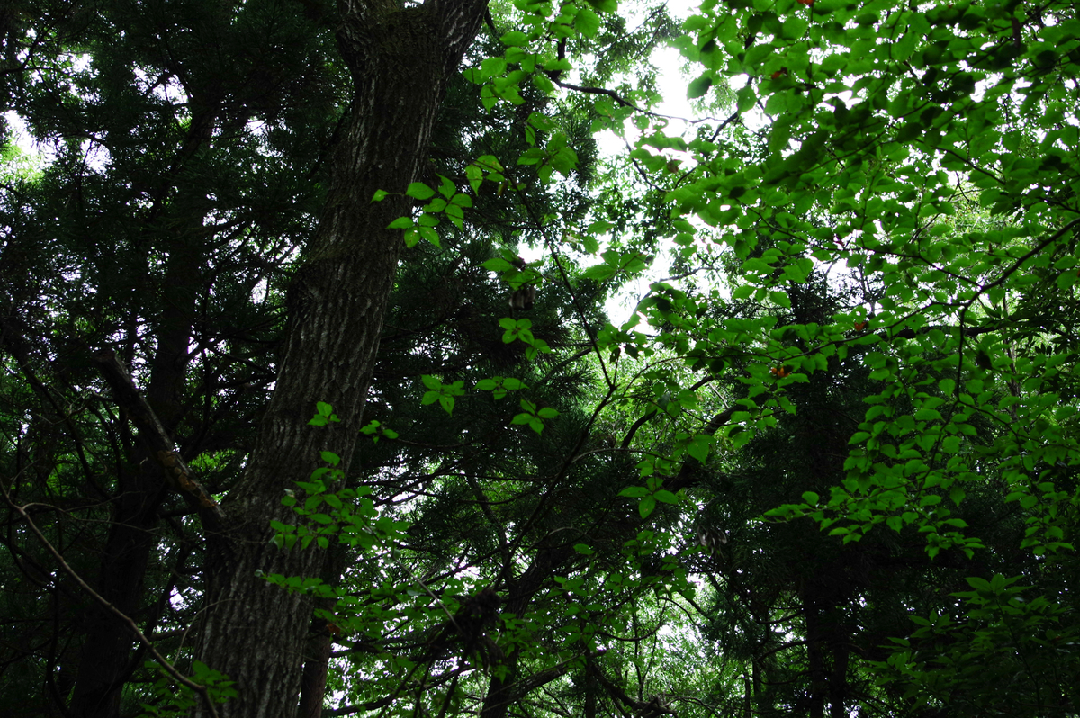 f:id:blue_rock53:20210926152930j:plain