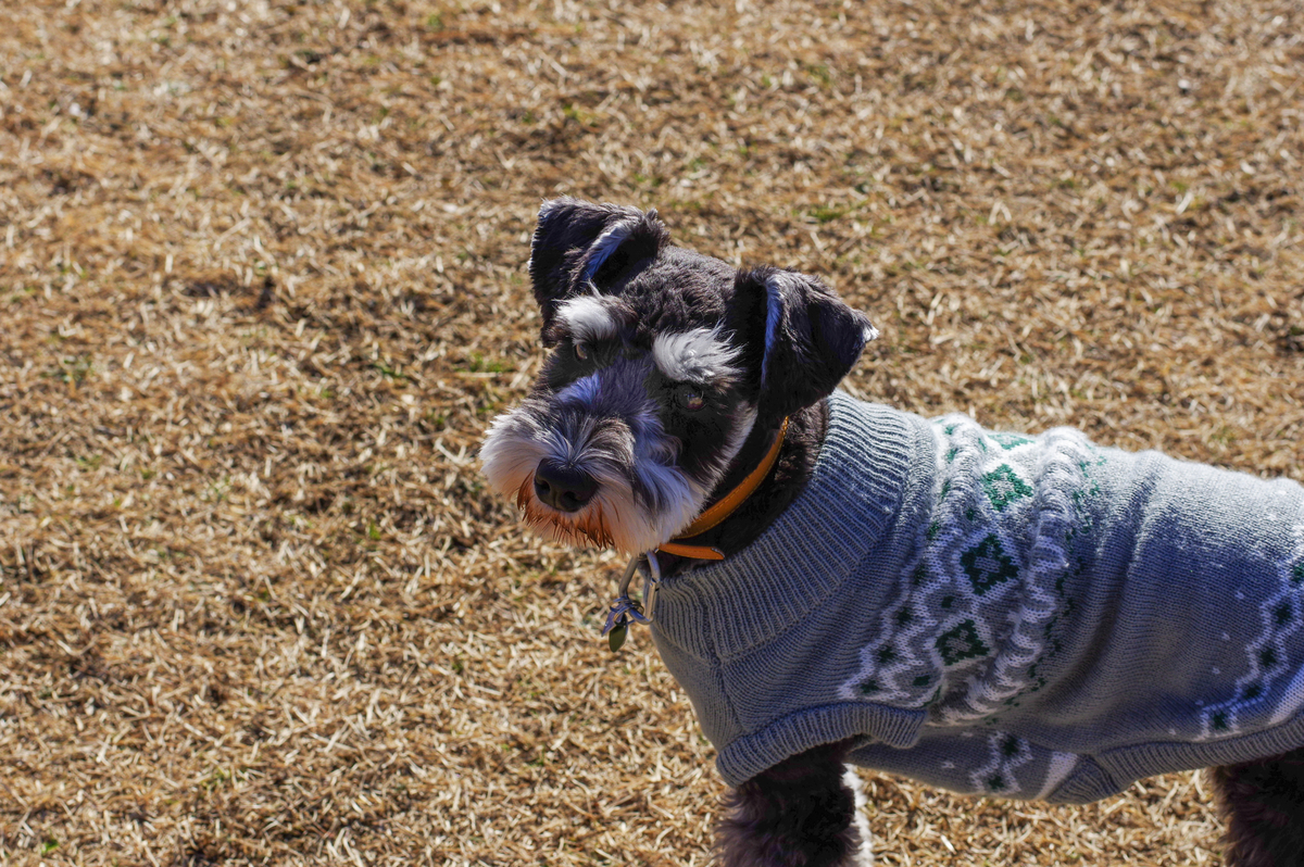 f:id:blue_rock53:20220109142243j:plain