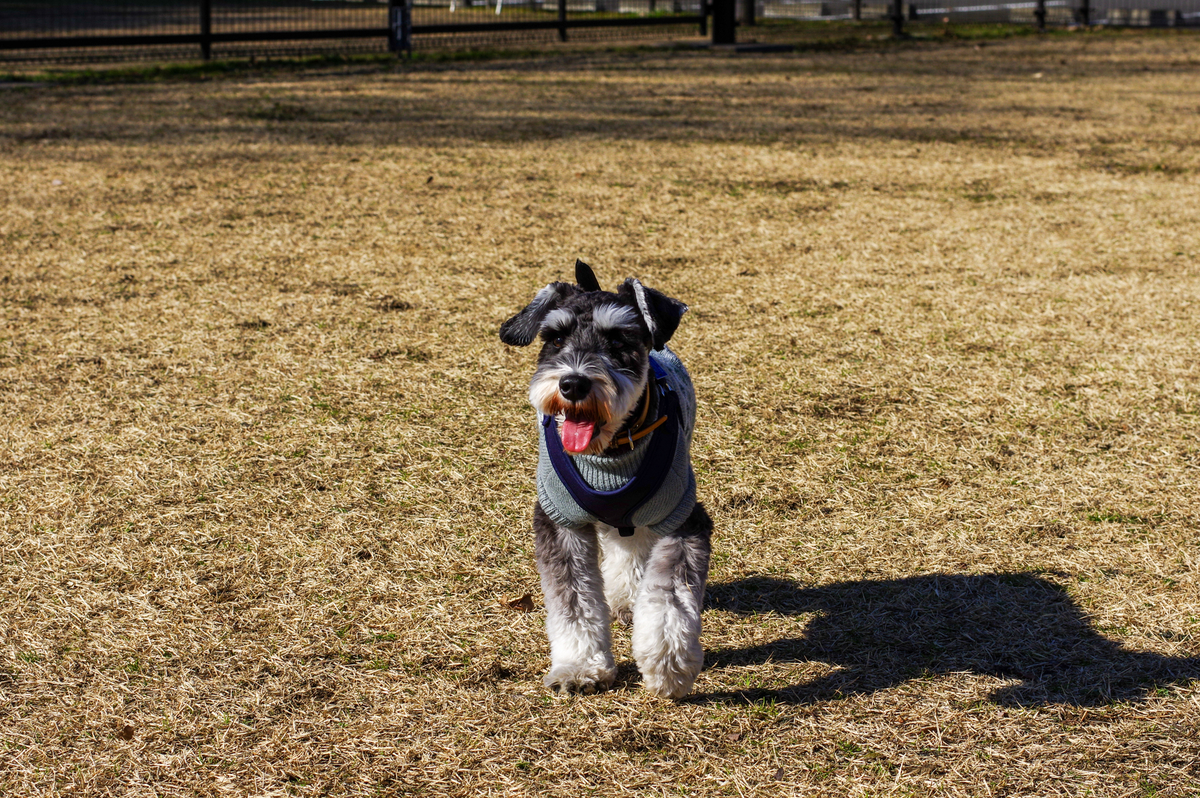 f:id:blue_rock53:20220109142532j:plain