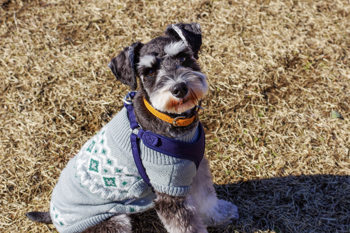 f:id:blue_rock53:20220109143050j:plain