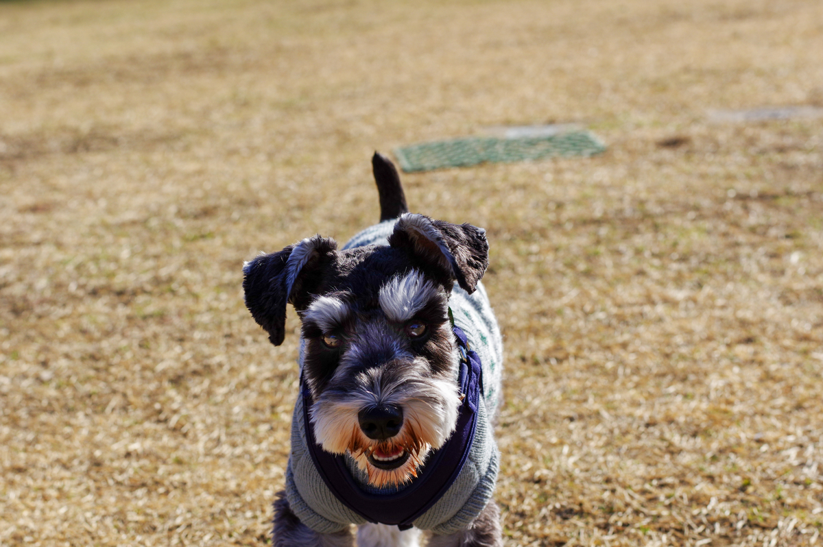 f:id:blue_rock53:20220109143155j:plain