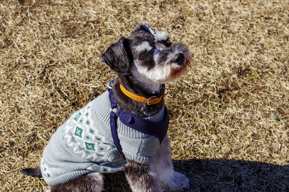 f:id:blue_rock53:20220109143651j:plain