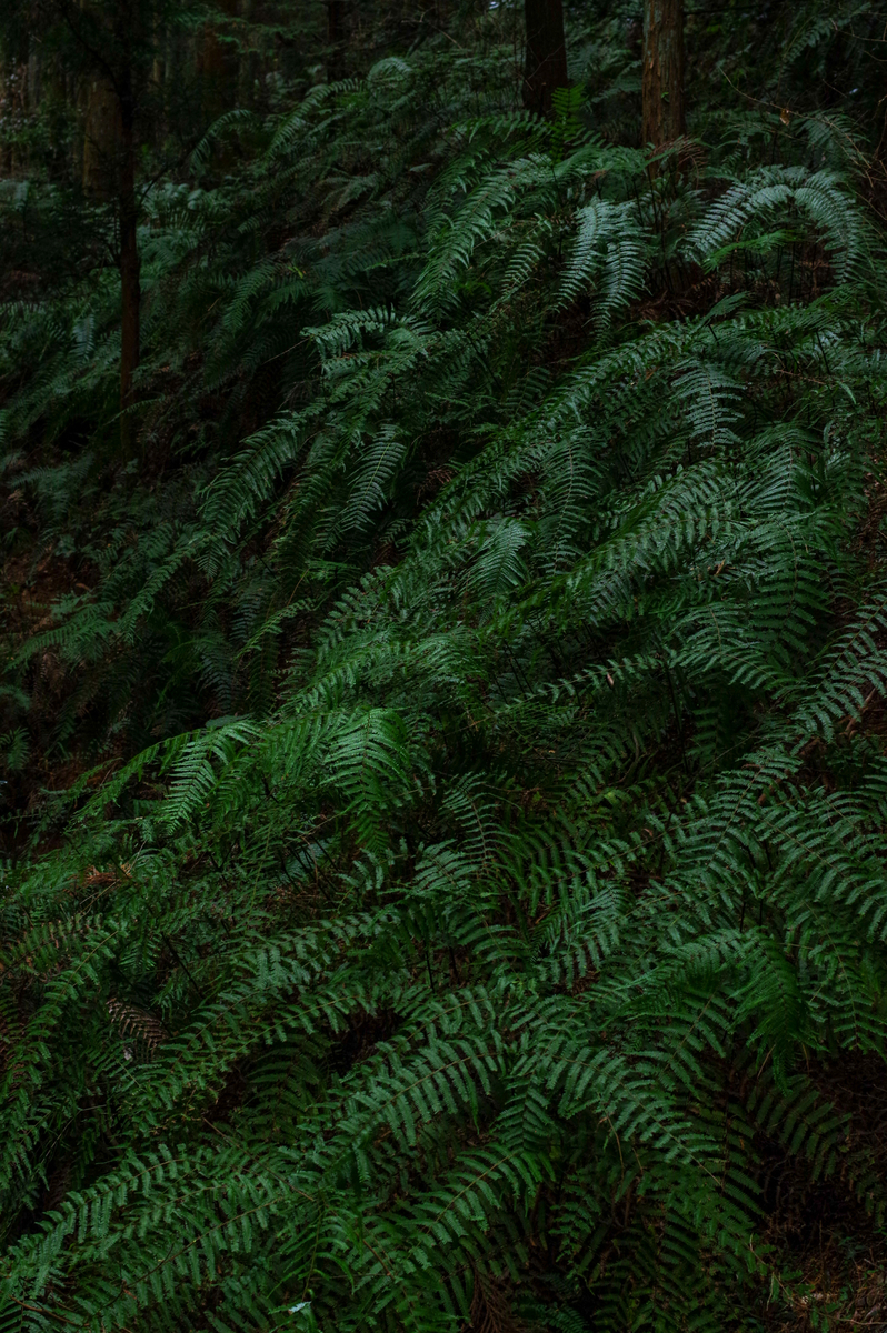 f:id:blue_rock53:20220109152012j:plain