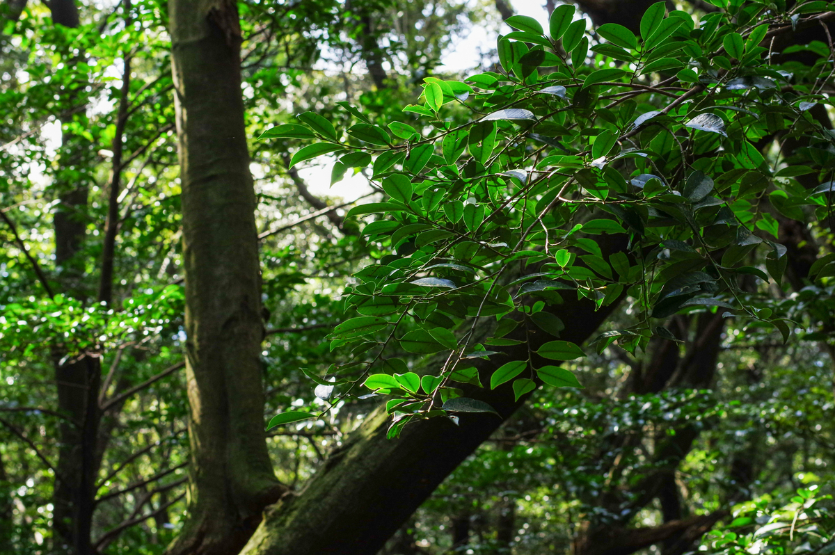 f:id:blue_rock53:20220109152413j:plain