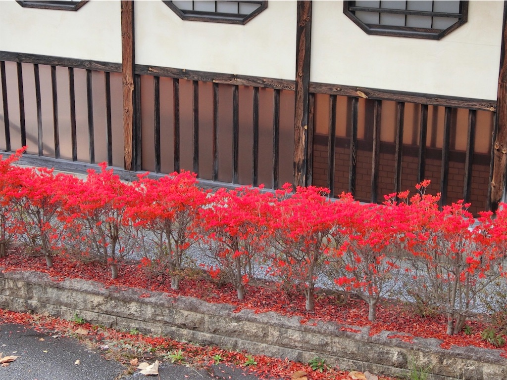 f:id:blue_sky_mew:20211125225128j:image f:id:blue_sky_mew:20211125225128j:image