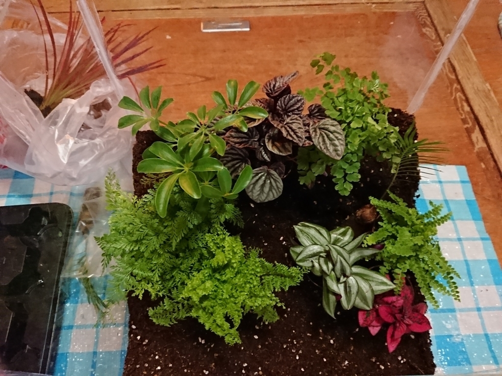 30cmキューブ水槽でテラリウムを1から作ってみた 苔やシダの